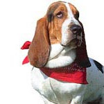 Les chiens et le tartre Les chiens et le tartre