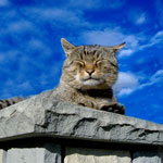 Les chats marquent leur territoire Les chats marquent leur territoire