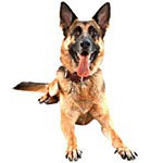 Des conseils pour bien dresser un chien Des conseils pour bien dresser un chien
