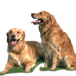 Soulager l'arthrite canine Soulager l'arthrite canine