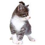 La vaccination du chat La vaccination du chat