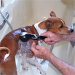 Donner un bain à un chien Donner un bain à un chien