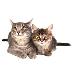 Choisir un chat mâle ou femelle ? Choisir un chat mâle ou femelle ?