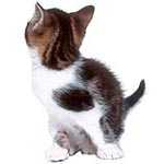 Choisir un chaton en bonne santé Choisir un chaton en bonne santé