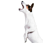 Mon chien aboie tout le temps... Mon chien aboie tout le temps...