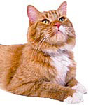Votre chat vient de mourir Votre chat vient de mourir
