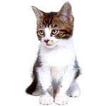 Voyager en avion avec un chat Voyager en avion avec un chat