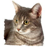 La stérilisation du chat La stérilisation du chat