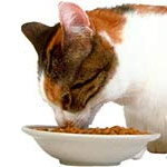 L'hygiène dentaire du chat L'hygiène dentaire du chat