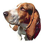 L'otite du chien L'otite du chien