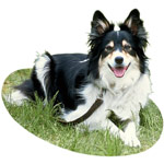 Entretenir les yeux d'un chien Entretenir les yeux d'un chien
