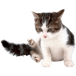 Où trouver un chat ? Où trouver un chat ?