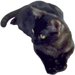 Soigner son chat malade Soigner son chat malade