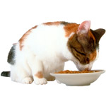 Soigner un chat malade Soigner un chat malade