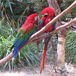 La déclaration universelle des droits de l'animal La déclaration universelle des droits de l'animal