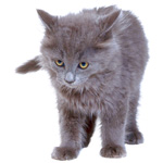 Pourquoi assurer votre animal ? Pourquoi assurer votre animal ?