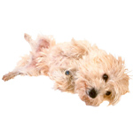 Mon chien se gratte Mon chien se gratte