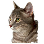 Donner un médicament liquide à un chat Donner un médicament liquide à un chat