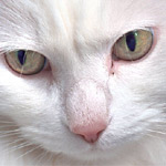 Mettre des gouttes dans les yeux d'un chat Mettre des gouttes dans les yeux d'un chat