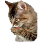 Mettre des gouttes dans les oreilles d'un chat Mettre des gouttes dans les oreilles d'un chat