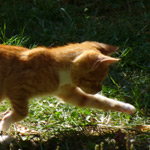 Cultiver de l'herbe à chat Cultiver de l'herbe à chat