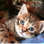 Choisir un chaton Choisir un chaton
