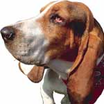 Soigner un chien malade Soigner un chien malade