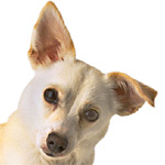Mettre des gouttes dans les yeux d'un chien Mettre des gouttes dans les yeux d'un chien