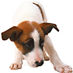 Mettre des gouttes dans les oreilles d'un chien Mettre des gouttes dans les oreilles d'un chien