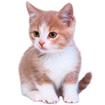 Donner le biberon à un chaton Donner le biberon à un chaton