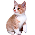 Combien de repas donner à un chaton ? Combien de repas donner à un chaton ?