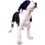 Choisir un chiot Choisir un chiot