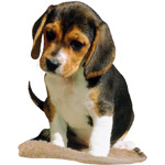 Choisir un chiot en bonne santé Choisir un chiot en bonne santé