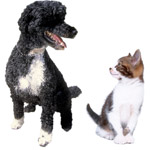 La cohabitation chien-chat La cohabitation chien-chat