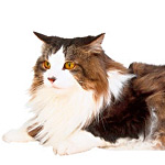 La chute des poils chez le chat La chute des poils chez le chat