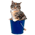 A quel âge adopter un chaton A quel âge adopter un chaton