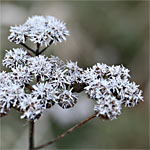 Le calendrier du jardin : Janvier Le calendrier du jardin : Janvier