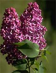 Planter des lilas Planter des lilas