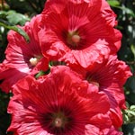 Planter des vivaces en godet Planter des vivaces en godet