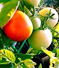Un jardin biologique Un jardin biologique