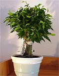 Préparer vos plantes à votre absence Préparer vos plantes à votre absence