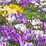 Le calendrier du jardin : Mai Le calendrier du jardin : Mai