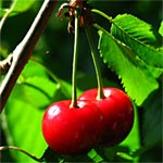 Le calendrier du jardin : Juin Le calendrier du jardin : Juin