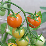 Le calendrier du jardin : Juillet Le calendrier du jardin : Juillet