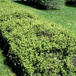 Planter, tailler et entretenir une haie Planter, tailler et entretenir une haie