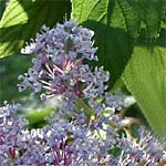 Le calendrier du jardin : Octobre Le calendrier du jardin : Octobre