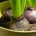 Planter un bulbe Planter un bulbe
