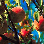 L'entretien d'un arbre fruitier L'entretien d'un arbre fruitier