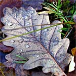 Le calendrier du jardin : Novembre Le calendrier du jardin : Novembre