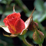 Planter un rosier Planter un rosier